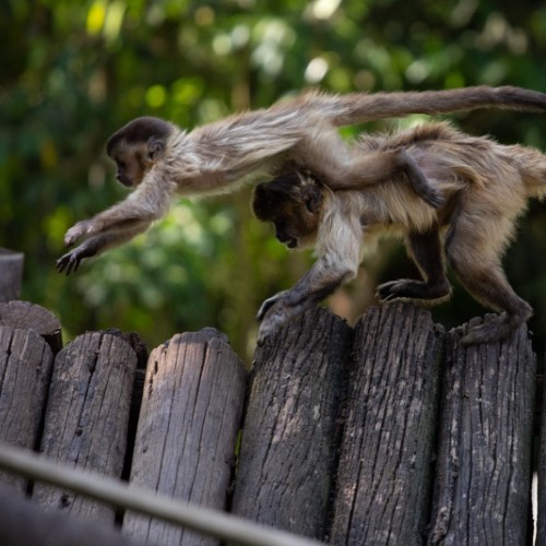 VR: Parque Zoológico Municipal terá visitação noturna em julho